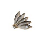 Veladis Roach dried head (1)